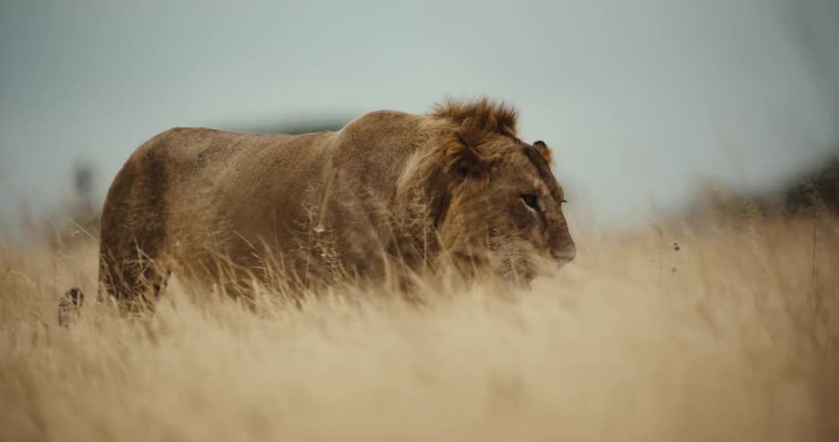 A majestic male lion with a full mane walks through tall golden grass in the African savannah in slow motion