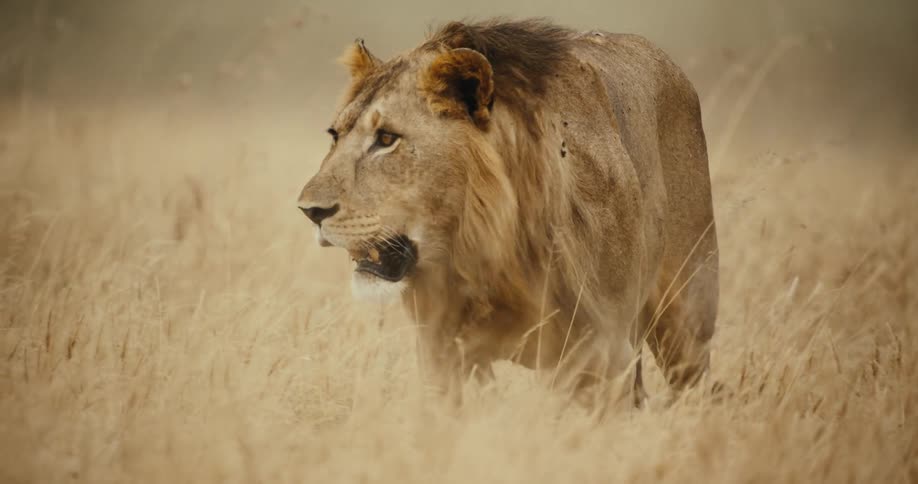 A magnificent young male lion walks directly towards the camera through tall golden grass in slow motion