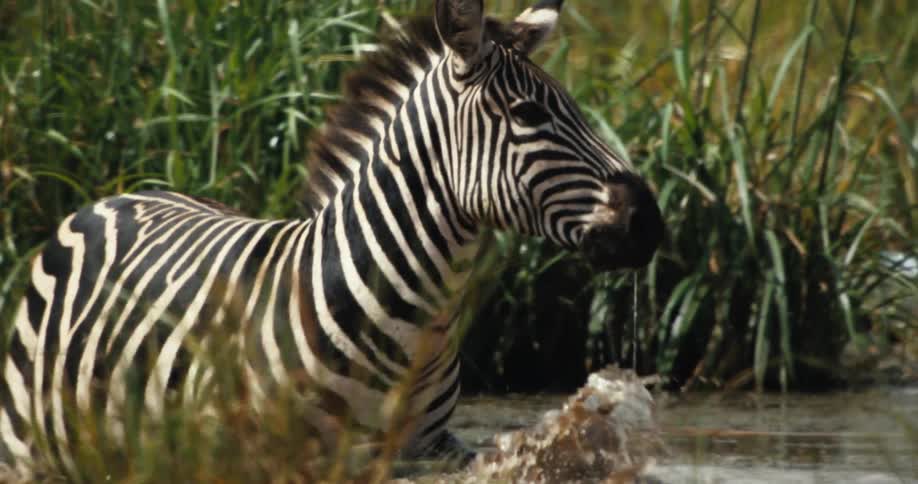 A zebra drinks from a muddy pond before splashing and walking through the water in slow motion