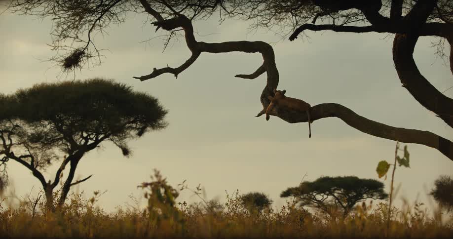 A lone lioness rests peacefully on a large, twisted branch of an acacia tree during a beautiful African sunset