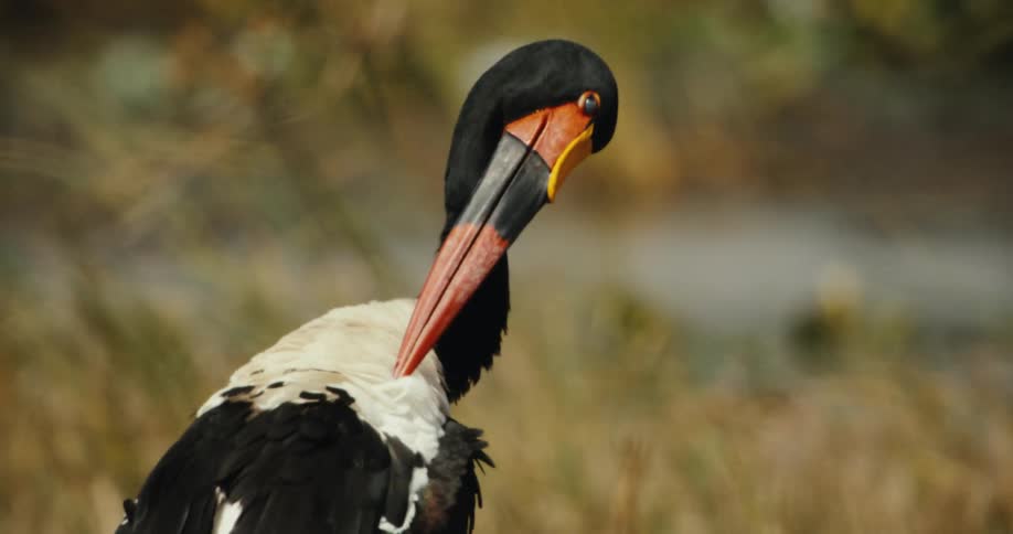 A stunning close-up of a Saddle-billed Stork with its distinctively colored beak, calmly observing its natural habitat