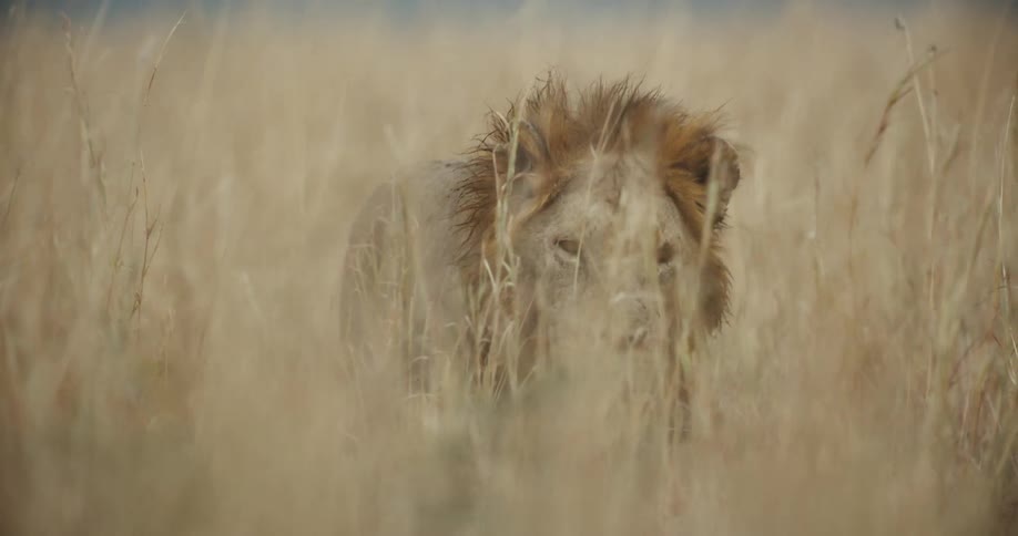 A majestic male lion with a full mane stares intently forward, partially hidden in the tall, dry grass of the African savanna