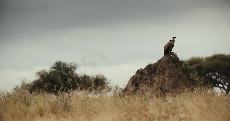 A lone vulture perches atop a large termite mound, surveying the vast, dry African savanna under an overcast sky