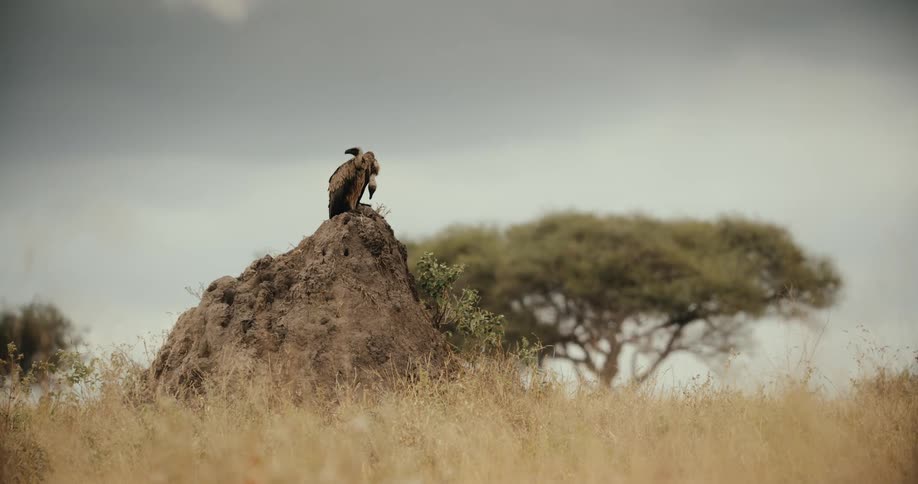 A lone vulture perches atop a large termite mound, surveying the vast and dry African savanna
