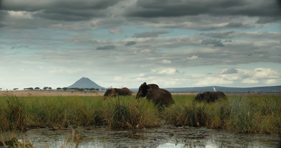 A majestic herd of African elephants grazes peacefully in a lush green marshland as a distant mountain sits under a dramatic, cloudy sky