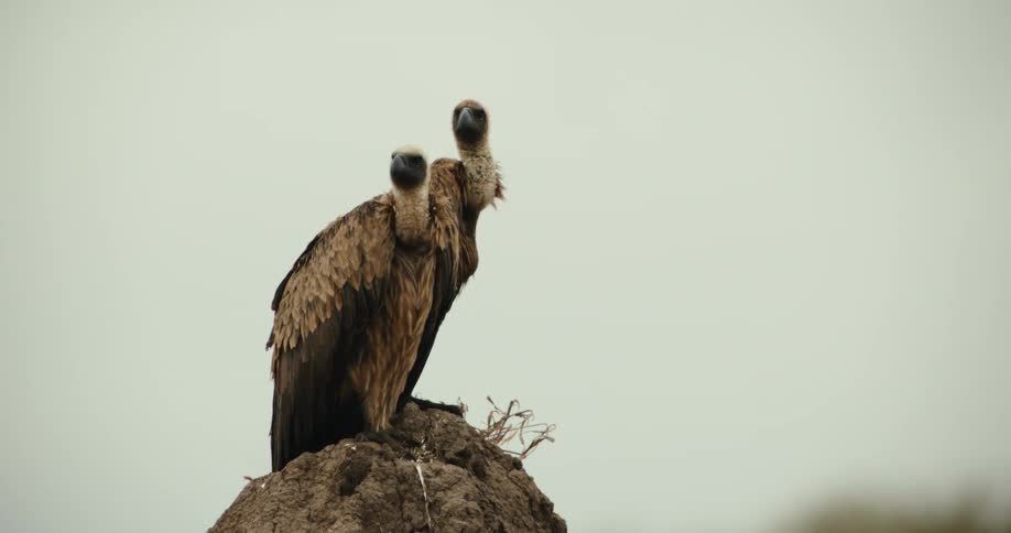 A pair of white-backed vultures stand perched atop a termite mound, cautiously scanning their surroundings