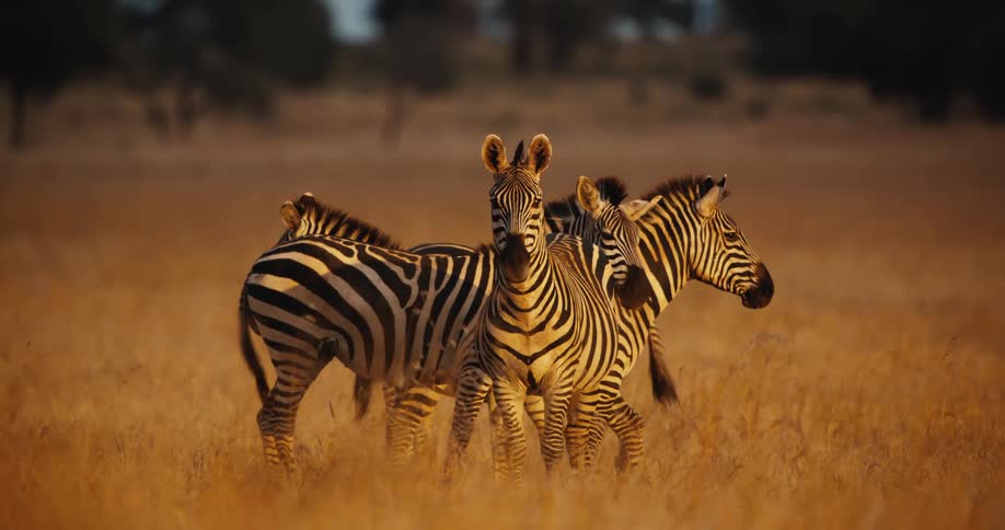 A majestic family of zebras stands together in a golden field during a picturesque African sunset