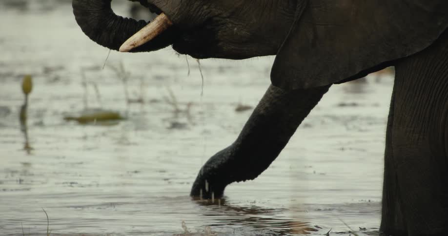 Slow motion closeup of an elephant's trunk as it scoops up and drinks water from a muddy wetland