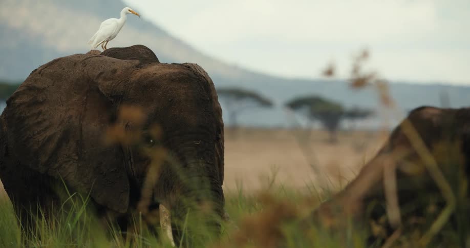 A white cattle egret calmly perches on the back of an African elephant as it grazes in the savanna grass