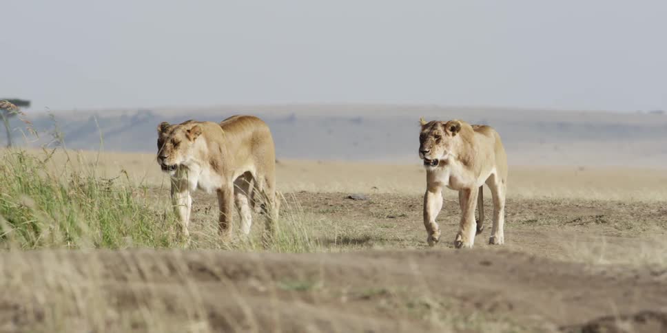 Lionesses walking in an open field