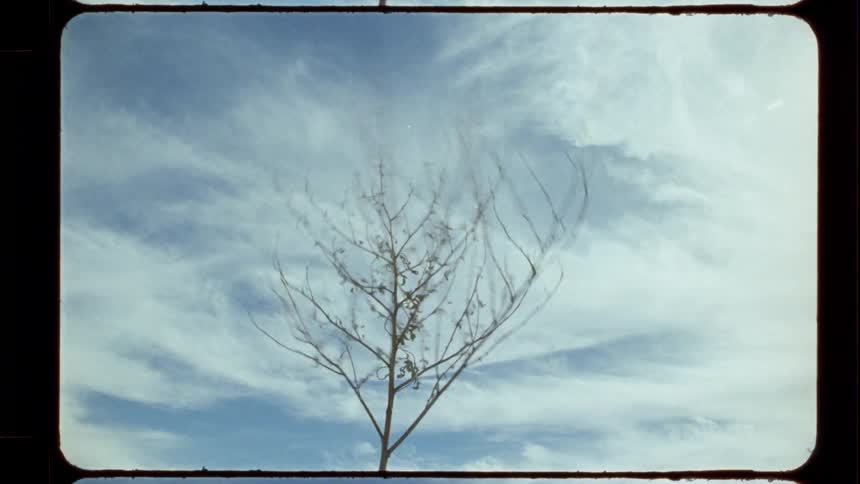 Vintage film footage captures a lone, leafless tree swaying with a motion blur effect against a cloudy blue sky