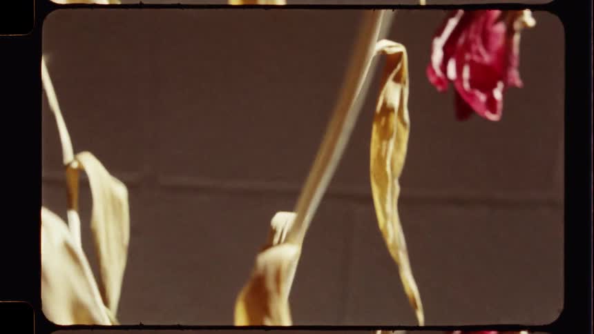 Vintage 8mm film time-lapse of dying flowers withering as the light fades away
