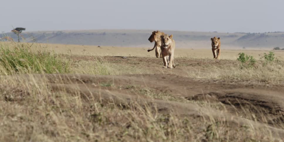 Three lions walking across a plain