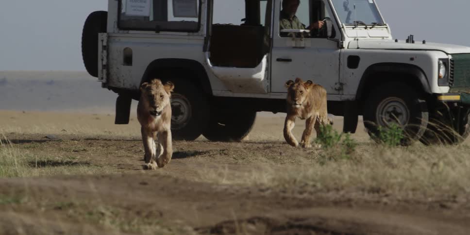 Three lions walking in the savannah with a jeep in the background