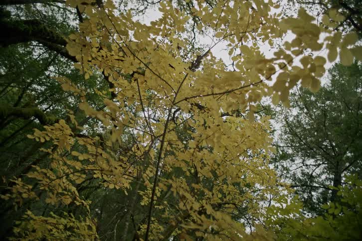 A shaky, handheld shot looks up at the golden yellow leaves on a tree in a dense forest during autumn