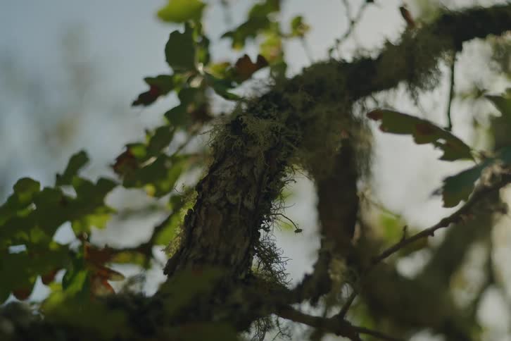 Close-up of a moss-covered tree branch backlit by the sun as a small damselfly lands on it