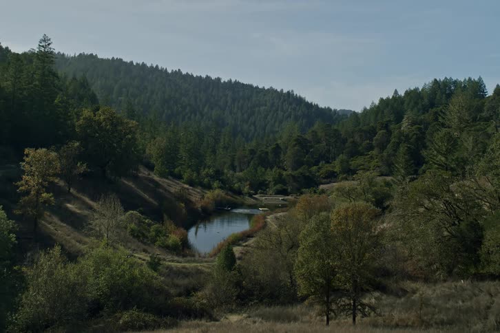 A tranquil pond rests in a sunlit valley surrounded by rolling hills covered in a lush forest as a splash ripples the water's surface