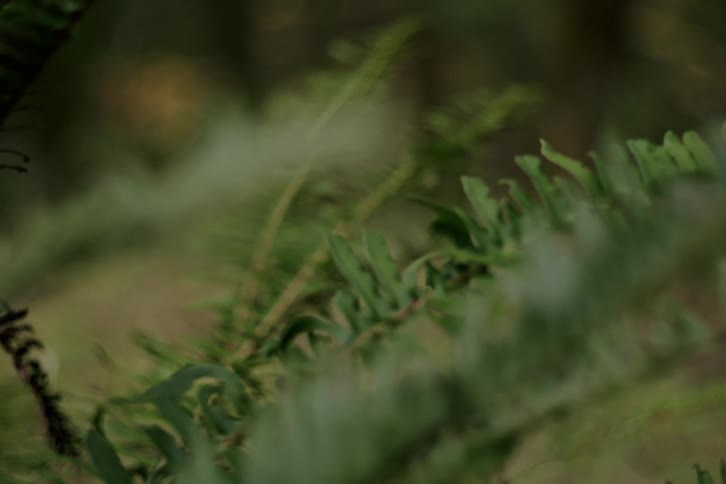 A shallow depth of field shot of a green fern in the woods features a focus pull from background to foreground