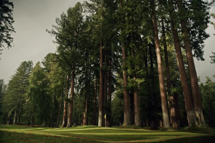 A scenic golf course green is dwarfed by towering giant redwood trees as sunlight breaks through the clouds