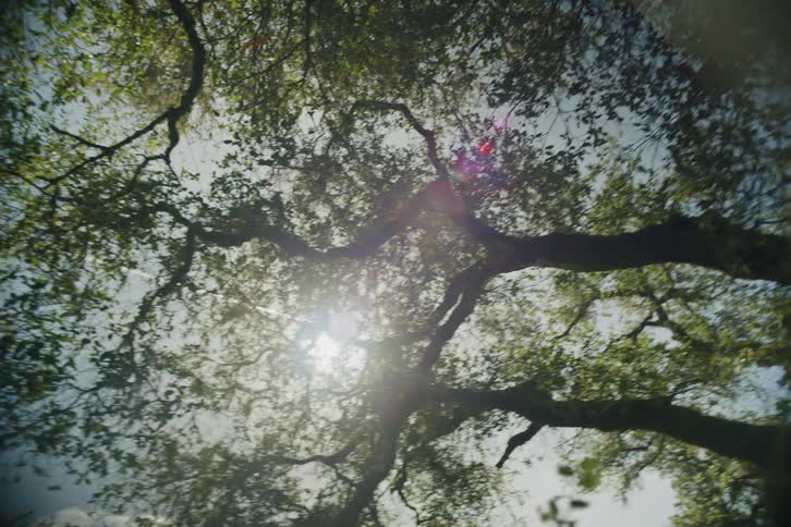 A slow pan from a low angle looking up at the sun shining through the dense green canopy of a lush forest