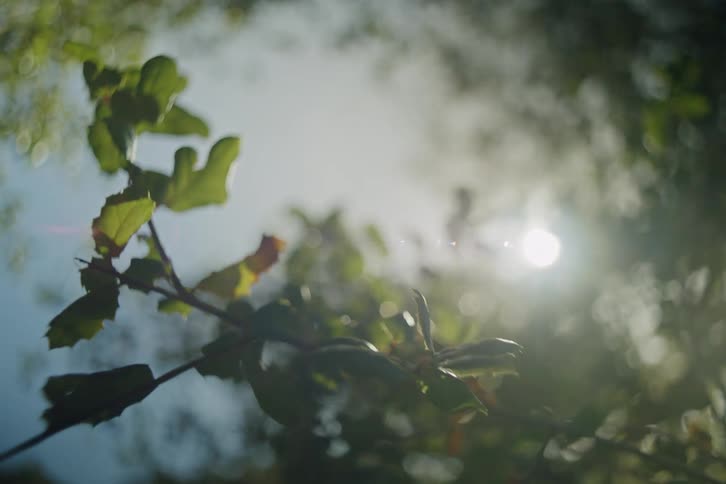 A soft-focus, artistic shot looks up through lush green foliage towards the bright, lens-flaring sun