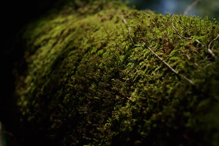 A gentle rack focus shot highlights the intricate texture of lush green moss on a tree branch as sunlight filters through the forest canopy