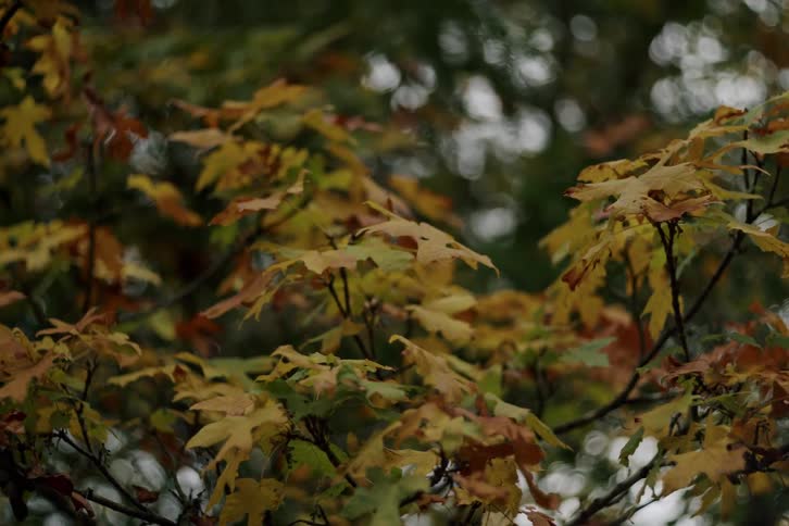 Close up of colorful autumn leaves on a tree branch with a soft focus background