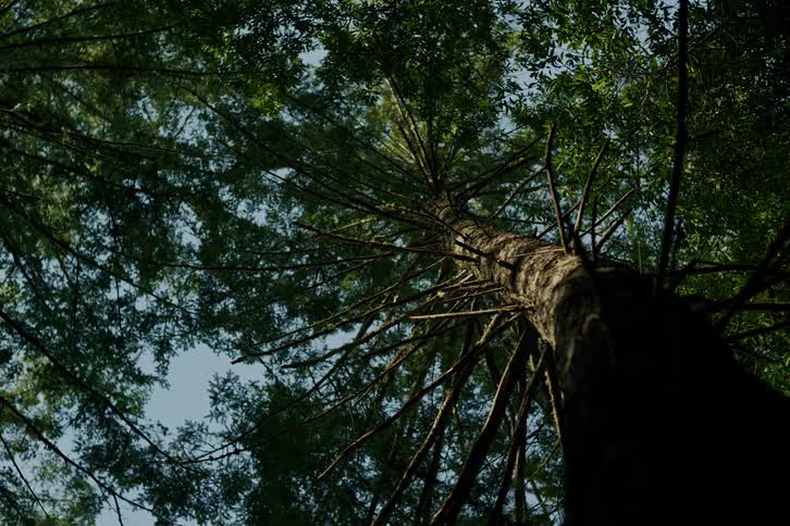 A low-angle, stationary shot looks directly up the trunk of a towering evergreen tree surrounded by a lush green forest canopy