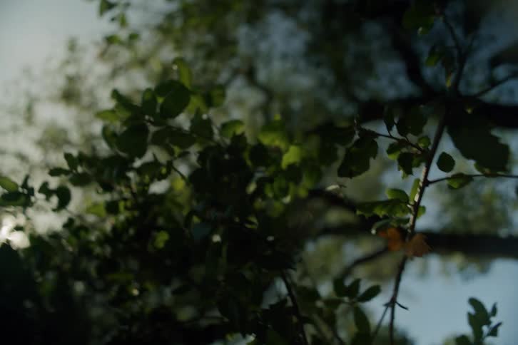 Dreamy low-angle view of the sun shining through green tree leaves with a slow focus pull