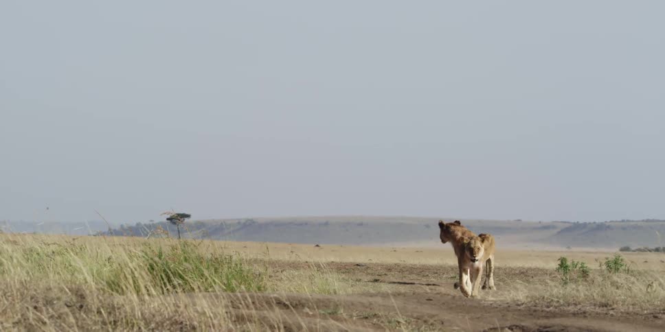 Lion cubs walk across the savannah