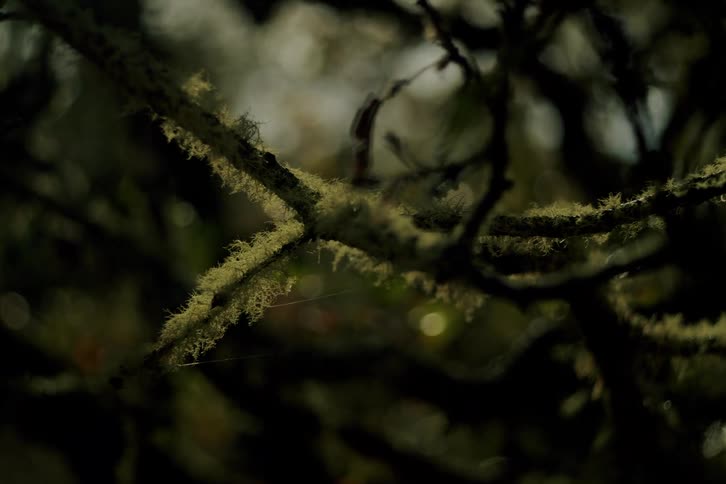 A dreamy close-up shot of mossy tree branches with sunlight filtering through, creating a beautiful lens flare and bokeh