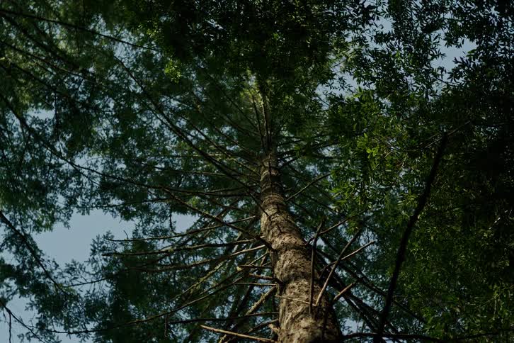 A slow dolly pull-back from the base of a majestic tall evergreen tree looking up at the forest canopy and sky