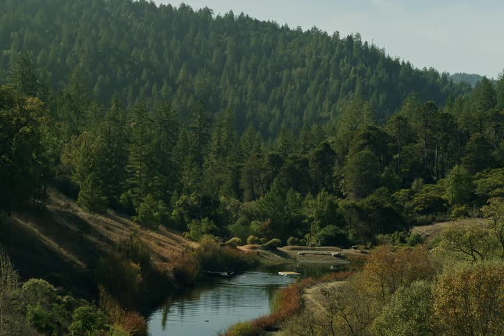 A man canoes while his dog swims in a tranquil river winding through a lush, forested valley
