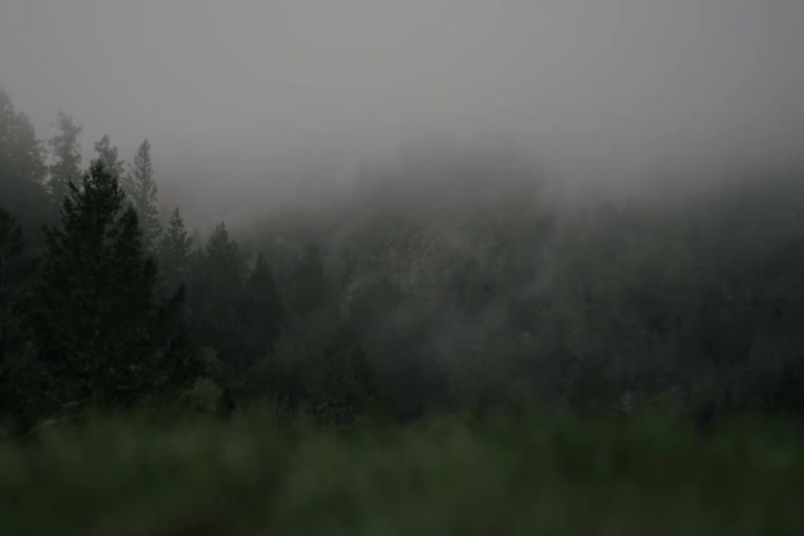 A static shot of a dark and moody forest hillside completely covered in thick, rolling fog