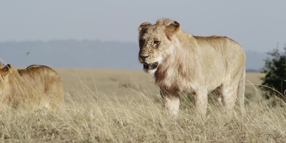 Lionesses marching through tall grass