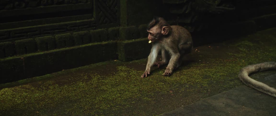 A small monkey eats a piece of food and sits down in slow motion on the mossy ground of a temple