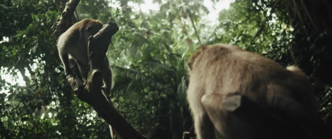 Low angle slow motion shot of two long-tailed macaques resting and climbing on a tree branch in a tropical jungle