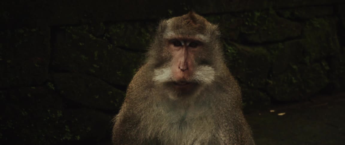 A weary-looking macaque monkey sits still, chewing and slowly closing its eyes as if about to fall asleep
