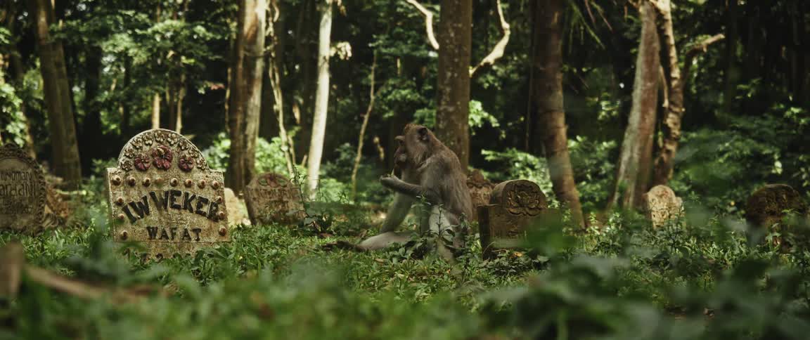A Balinese long-tailed macaque mother and her baby sit and eat amongst the tombstones in a jungle cemetery