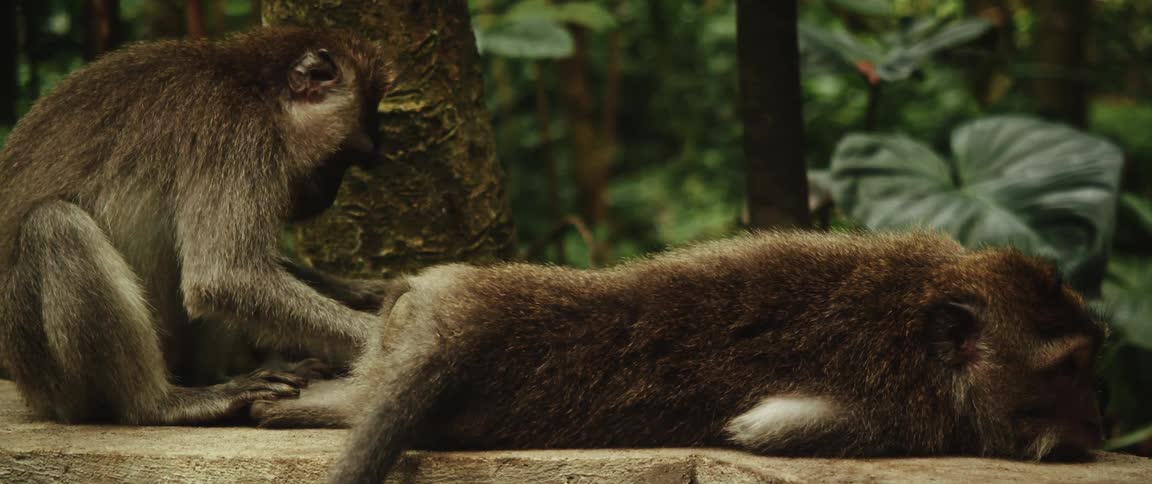 A wild monkey carefully grooms another monkey relaxing on a stone ledge in a lush jungle setting