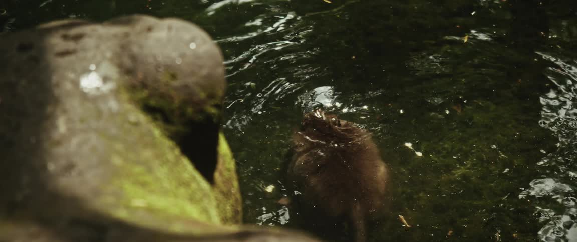 A monkey takes a dip and swims through the murky green water of a jungle pond in slow motion