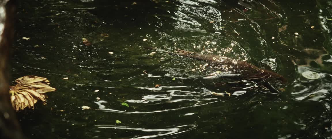 A long-tailed monkey struggles to swim and eventually drowns in a murky pond in slow motion