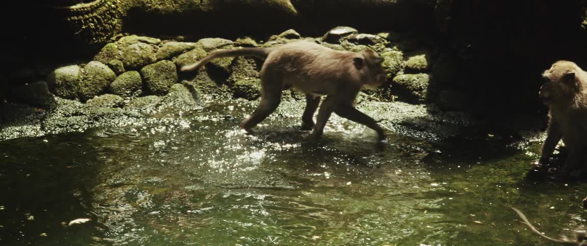 Monkeys splashing and playing in a shallow stone pond in a sunlit jungle in slow motion