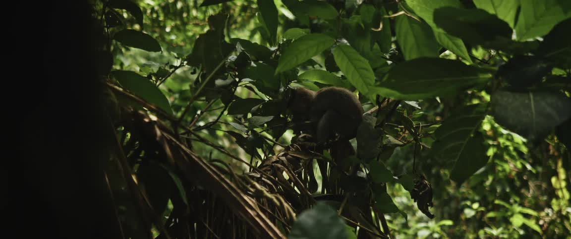 A small macaque monkey eats leaves while perched on a branch in the dense, green jungle canopy