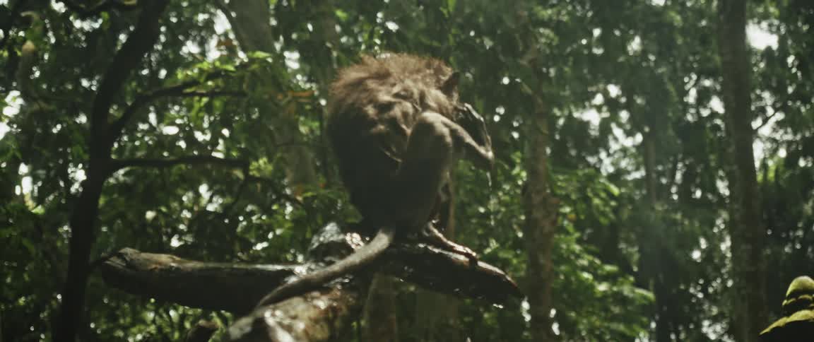 A monkey perches on a wet branch, grooming itself in a slow-motion downpour within a lush, green jungle