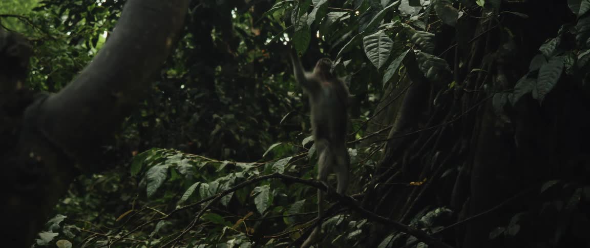 A lone macaque monkey sits on a branch in a lush, dark jungle, reaching up to pick and eat green leaves