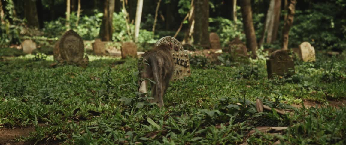A macaque monkey walks through an old, moss-covered cemetery in a lush green forest