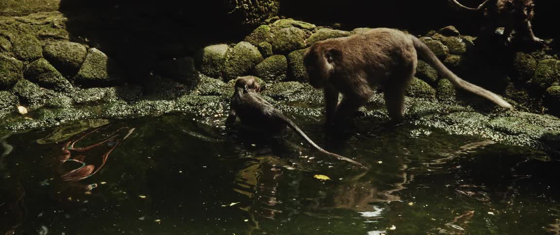Slow motion captures two macaque monkeys interacting in a dark pool of water at a moss-covered jungle temple
