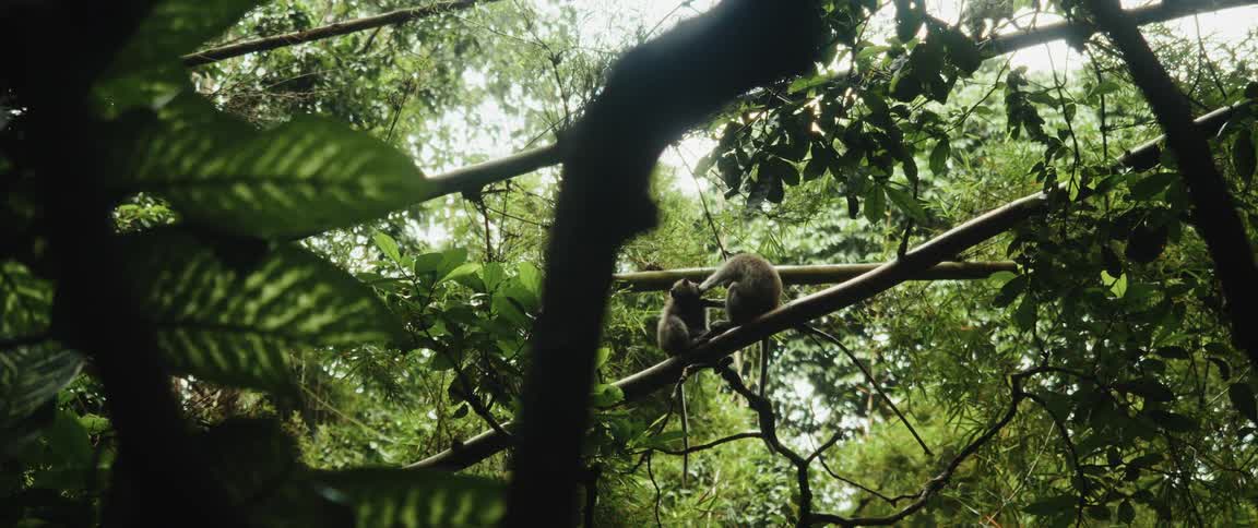 A family of monkeys sits on branches in a lush green jungle, with one grooming another as the camera slowly zooms in