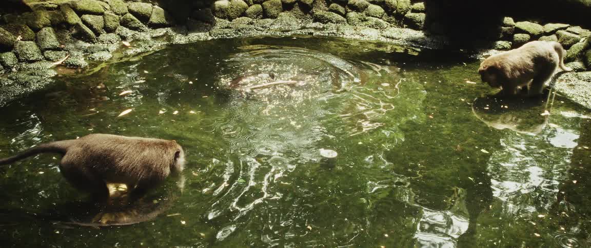 Several playful long-tailed macaques swim and splash in a sunlit, algae-filled stone pond in slow motion
